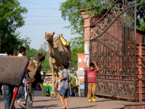 Camels at the Taj